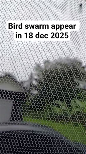 bird swarm 18 dec 2025