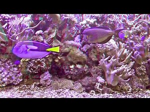 3D Meeresaquarium, 3D Anaglyph (red/cyan Glass), 4K