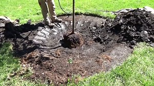 It's a great time of year to plant a tree, and this handy video from Spokane Urban Forestry shows you just the right way to do it! 🌳 | Spokane Parks and Recreation