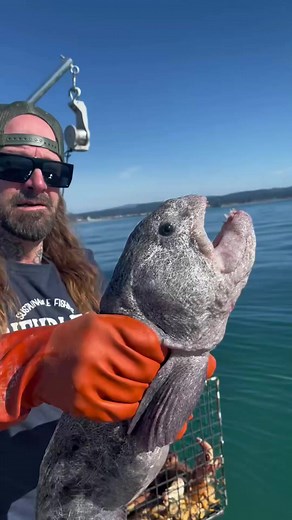 Wolf Eel Fish, Young Wolf Eels will eat plankton while adult Wolf Eels eat crabs, clams, sea urchins, mussels, sand dollars, snails and other shellfish. # | Jahdiel Yutzi