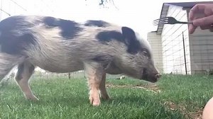 FORKING VIDEO CONTEST! Send your best forking video to info@americanminipigassociation with subject AMPA FORKING or message the video to us on the AMPA- American Mini Pig Association page. We have an awesome prize pack! Want to learn more about forking, or pre-order the official AMPA Fork Ultimate Pig Tranquilizer, click here: https://goo.gl/rWJ6RJ | AMPA- American Mini Pig Association