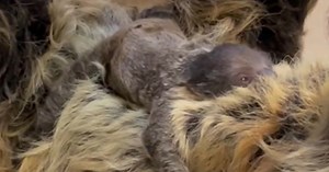 Lightning the sloth gives birth at Cincinnati Zoo