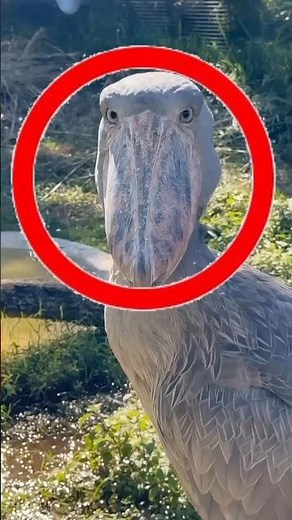 “3 Creepiest Animals You Won’t Believe Exist | Zoosphere”