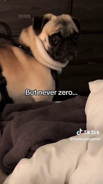 Adorable Pug Puppies - Always a Delightful Surprise!