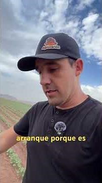 Producción de algodón entre la piedras! #agricultura #algodon