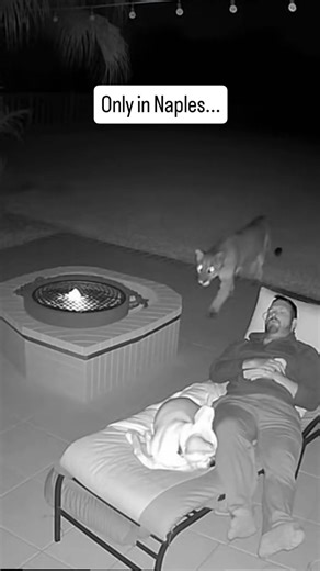Naples Florida continues to dominate national interest for late night wildlife encounters as home security cameras across Collier County capture some of the most surprising moments in Southwest Florida. This region sits on one of the most active wildlife corridors in the state, linking coastal mangroves, inland preserves, and protected habitat that surrounds neighborhoods from North Naples to Golden Gate Estates. The combination of infrared night vision, quiet residential areas, and close proxim
