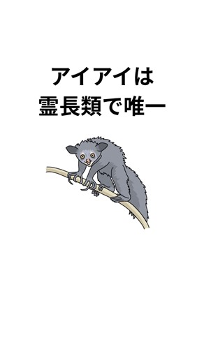 1分で学ぶアイアイの雑学