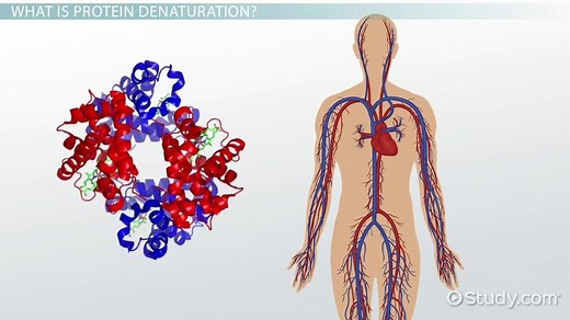 Denaturation of Protein | Definition & Causes