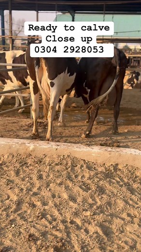 1.6K views · 36 reactions | Close up 0304 2928053 | Captain Dairy Farm | Facebook