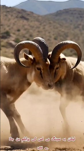 When Strength Becomes Weakness | Argali Sheep Story #argali #animalfacts #wildlife
