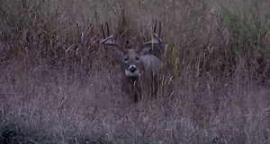 Video Released of Don Higgins' Hunt of "Smokey," the 206-Inch Giant