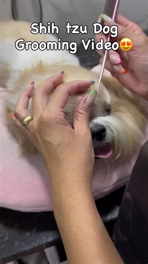 Shih tzu dog grooming videos😍🐶 #viral #shihtzu #grooming #hairstyle #cutehairstyle #tutorial