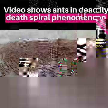 These ants are definitely spiraling. It’s a phenomenon called a ‘death circle’ or a ‘death spiral.’ Army ants will start circling around and around. They won’t stop until they literally drop dead from exhaustion. Ants are blind and rely on pheromones to follow the trails of other ants. But if that trail loops, they end up in the aforementioned death spiral. Ants’ survival is based on group behavior. But this same pathological behavior is what traps them on this path toward their inevitable demis