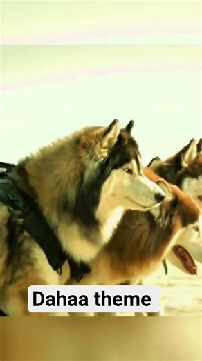 dahaa theme song ll dahaa theme from coolie#dahaatheme #dahaa ‪@HAANI_BALOCH‬