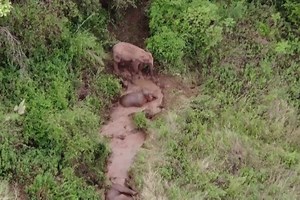 Drambliai traukia į šiaurę (VII): mažylis pats nesugebėjo išlipti iš vandens daubos – padėjo vyresnieji