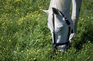 Hindgut Acidosis and Ulcers in Horses