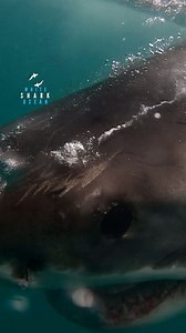 Great white sharks' powerful jaws