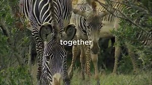 1.9K views · 40 reactions | This is a Grevy's Zebra. There are only 2500 left. They could be gone forever, but you could prevent this by visiting thisismykeny.co.ke #ThisIsMyKenya #NatGeoAfrica | National Geographic Africa | Facebook