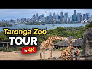 Taronga Zoo Tour 4K | Sydney’s Iconic Wildlife Experience