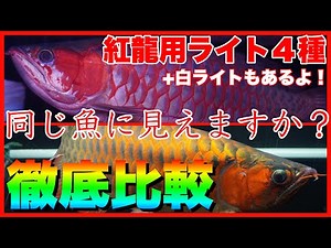Which light will make your arowana glow red? A thorough comparison of 4 types of lights! Product ...