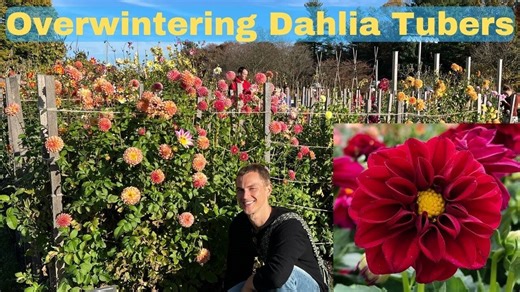 Dahlia winter care - Storing tubers over winter