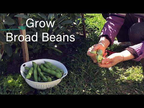how to grow broad beans from beans or seed in winter,种蚕豆季节.
