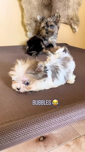 189K views · 5.3K reactions | Bubbles 凉 #funny #video #dayinmylife #bubbles #cute #following | Peace Puppies | Facebook