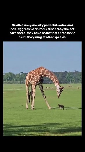 Why Giraffes Don’t Harm Other Animals’ Babies