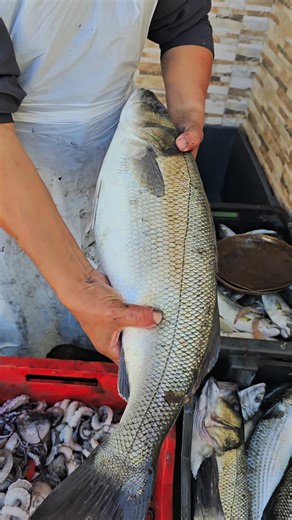 #sfax_tunisa_tiktòk #المغرب🇲🇦تونس🇹🇳الجزائر🇩🇿