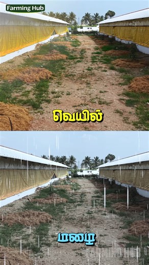 Farming Hub on Instagram: "🐔 Poultry farming-க்கு size matters! “இவ்வளவு பெரிய length-ல யாருமே tarpaulin தர மாட்டாங்க… இங்க கிடைக்குது!” • 🧵 ஒரே length-ல custom size tarpaulin • 🐓 Poultry shed முழுசா cover • 🌧️ Rain, wind protection strong • 💪 Quality thick & durable 👉 Poultry farming-க்கு Size compromise வேண்டாம். 📞 9942799888 #PoultryTarpaulin #CustomSize #PoultryFarming #FarmingHub #TamilBusiness"