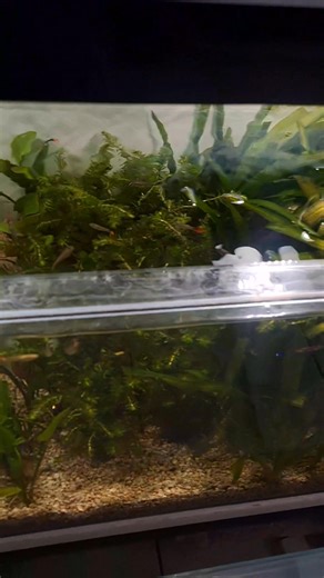 Disponible Espada amazonica Q10 Valisneria gigantea Q10 Elodea porción. Q10 | Aquatic start & pets