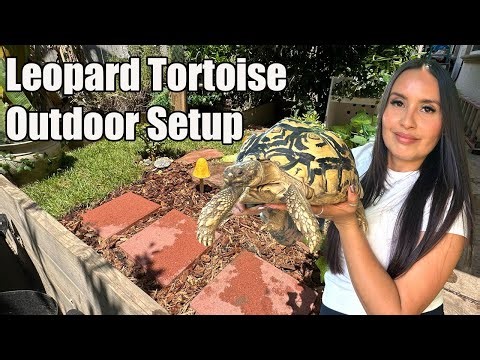 OUTDOOR TORTOISE Enclosure