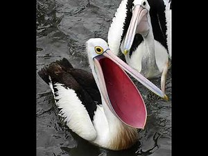 Pelican Mouth