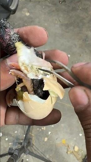 Shrink egg shell - chick was dying
