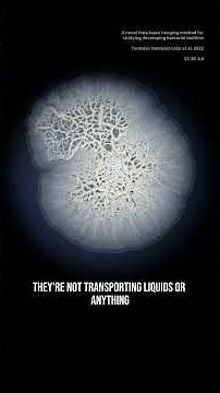 Life is beautiful: Bacillus subtilis