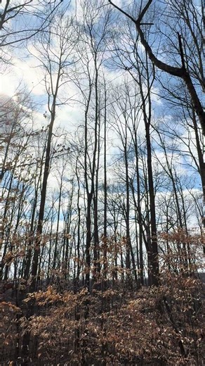 Statuesque #incredibleviews #woodlandfall #birdsounds