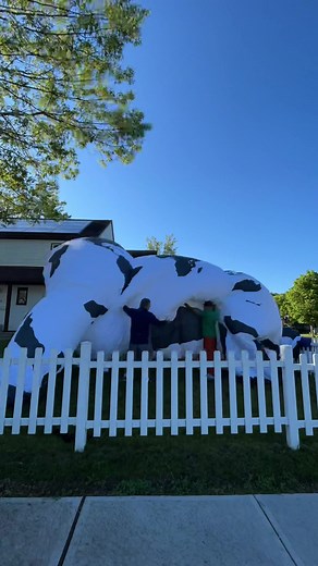 Giant Inflatable Cow Available for Events and Festivals