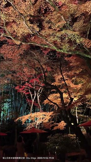 20251126 滋賀縣大津市「石山寺」，不僅是紅葉名所，夜楓也很有名，回程的參道上有「公風園 白耳亭」，竹林點燈搭配楓葉很漂亮