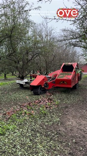 Even in winter conditions, TRAX keeps moving. ✨ 🎄This Christmas season, the VR700 Shaker equipped with FLORY’s TRAX Track Drive System delivers unmatched flotation and stability—working confidently through mud, sand, and challenging terrain where wheeled machines get stuck. Built to perform when it matters most. 🌐Learn more — Link in bio #flory #agriculture #harvest #orchard #ove | OVE - Orchard & Vineyard Equipment