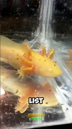 Golden Albino Axolotl The Stunning Gold Morph #GoldenAxolotl