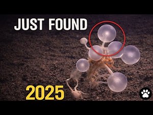 5 New Species Discovered in 2025