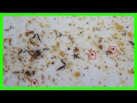 Flea larvae