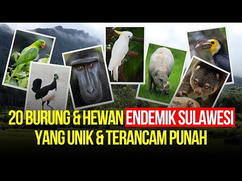 Apa Saja Hewan Endemik Sulawesi? 20 Burung dan Hewan Khas Sulawesi yang Unik dan Langka