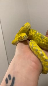 20K views · 137 reactions | Look at the grinch! #greentreepython #python #pythons #snake #snakes #snakesofinstagram #snek #reptile #reptiles #reptilelover #reptilekeeper #reptilesofinstagram #pet #pets #petstagram #animal #animals #animals #fun #cute #happy #snek #ballpython #daily #instagram #tiktok #viral #reels #shorts | Black Lake Reptiles | Facebook