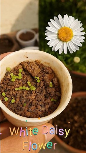 How to Grow Daisy Flower From Seed | How to Grow at Home | Winter