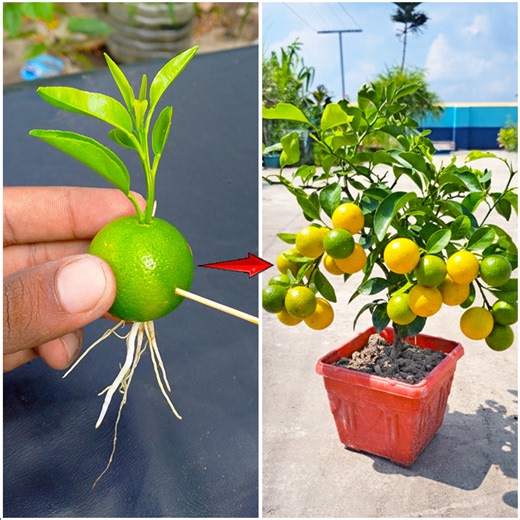 Fruit to plant || How to grow orange plant at home || Tips & tricks in this video | Amd MultiMedia