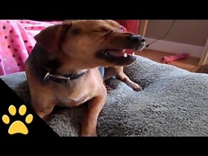 Amazing Sneezing Dog!