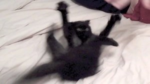 Classic Shorty. How to calm down a crazy kitten. | Shorty and Kodi