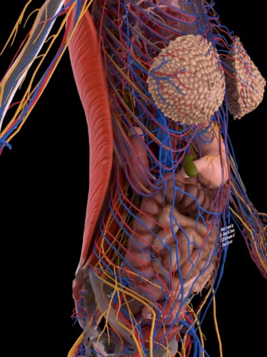 Human Body Anatomy in 3D | Nerves, Blood Vessels & Internal Organs! ────────── Beneath the skin is a vast network that keeps every part of the body connected. ⚡ This 3D anatomical view reveals how peripheral nerves branch from the spine toward the limbs and internal organs, while arteries and veins form a continuous circulation network throughout the chest, abdomen, and pelvis. Nerves carry information between the central nervous system and the body, while blood vessels deliver and return blood