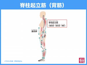 脊柱起立筋の鍛え方ガイド　腰痛予防＆姿勢改善に効く筋トレ＆ストレッチ | 大阪市阿倍野区のパーソナルトレーニング｜ 30年以上の経験豊富なテレビ出演トレーナーが指導｜どこでもフィット西田辺
